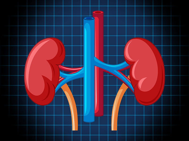10-facts-about-kidneys-2
