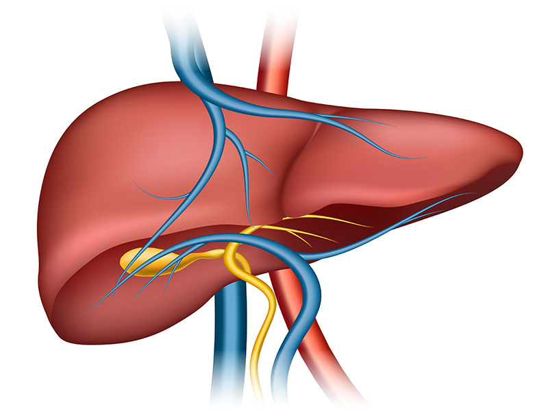 Know-Your-Liver-2